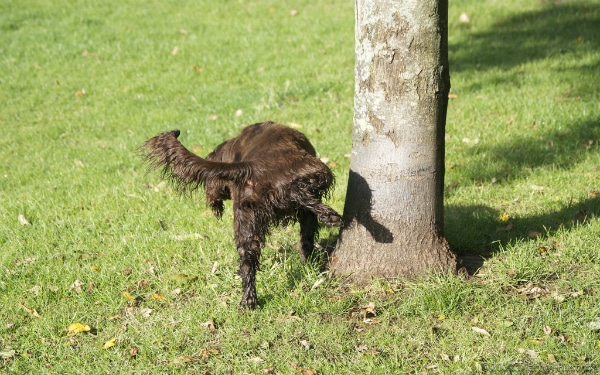 Sokak çocukları köpekler