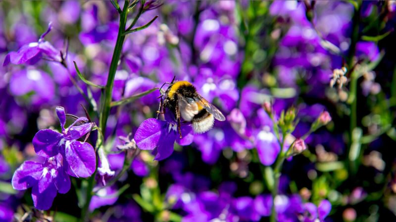 FlowerTrials 2025 gösterisi 10-13 Haziran tarihleri ​​arasındaydı