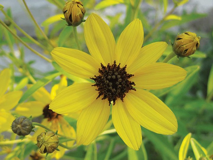 Altın sarısı gösteri / Coreopsis tripteris ‘Lightning Flash’