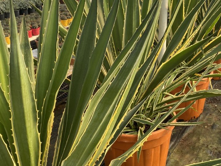 Furcraea selloana ‘Variegata’