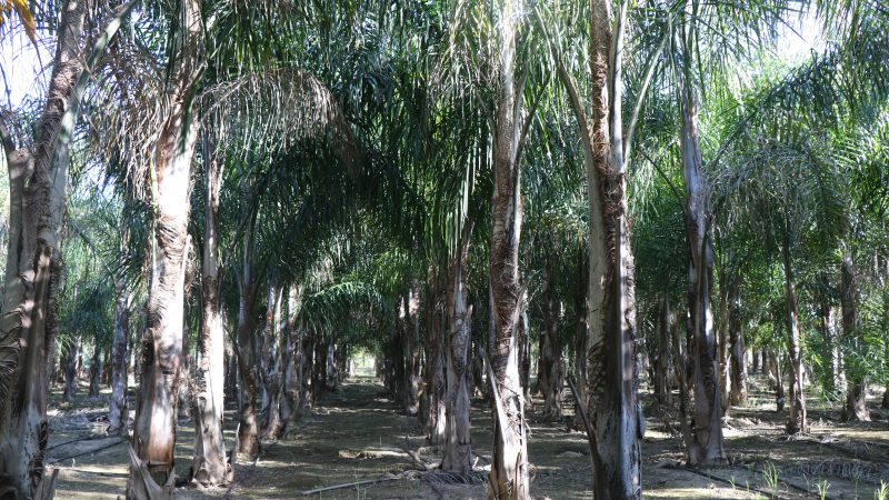 Kraliçe palmiyesi Antalya’dan