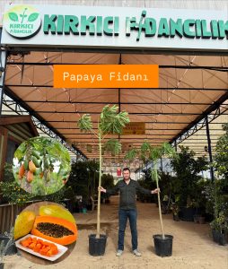 Kırkıcı Fidancılık tropik bitkilerin yanı sıra her çeşit turunçgil çeşidini bulunduruyor.  