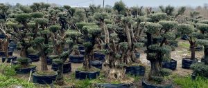 Kırkıcı da yaşlı bonsai zeytinlerin yanı sıra her çeşit zeytin türünü bulabilirsiniz.