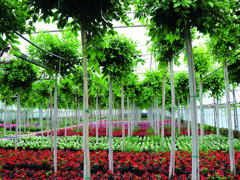 Antalya peyzaj bitkileri sektörü ve Seki Damla üretim alanı
