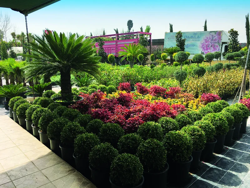 Antalya peyzaj bitkileri üretimi ve yetiştiriciliği sektörü