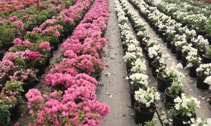 Sera Flora dan Bougainvillea çeşitleri