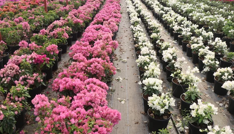 Sera Flora dan Bougainvillea çeşitleri