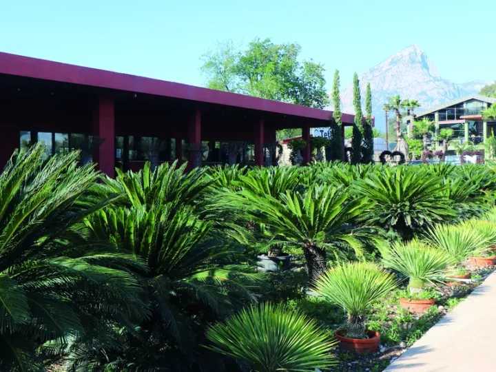 Dededen gelen aile gücü…