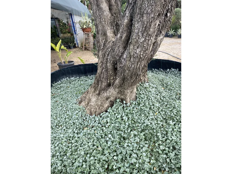Zeytin ağacından estetik makro bonsai yapımı ve fidanlık bakımı