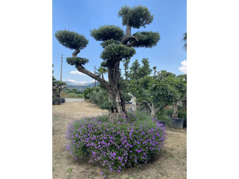 Katma değer sağlayan estetik zeytin ağacı makro bonsai bakımı