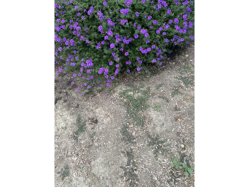 Makro bonsaiye dönüştürülen yaşlı zeytin ağacı bakımı
