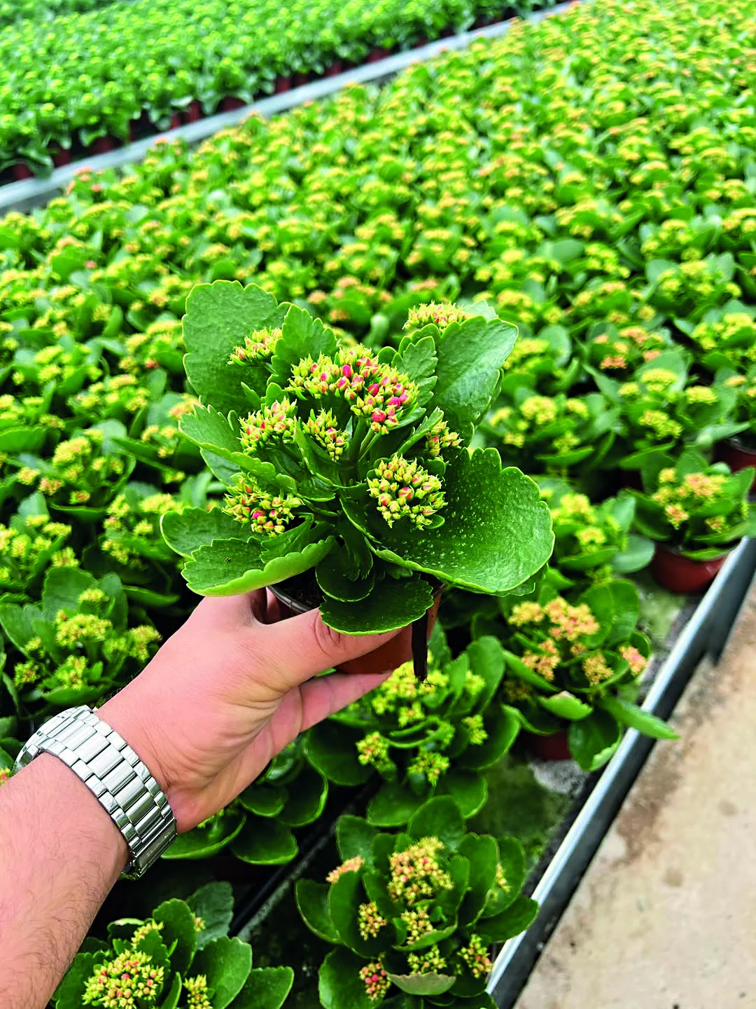 Ziraat Mühendisi Evren Barış Kulunyar bitkisel üretim ve fide yetiştiriciliği sahasında