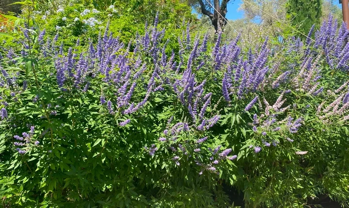 Vitex agnus-castus (Hayıt Çalısı)
