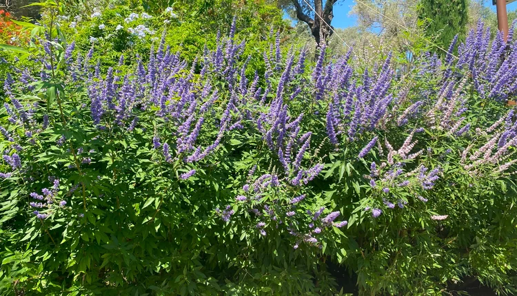 Vitex agnus-castus (Hayıt Çalısı)